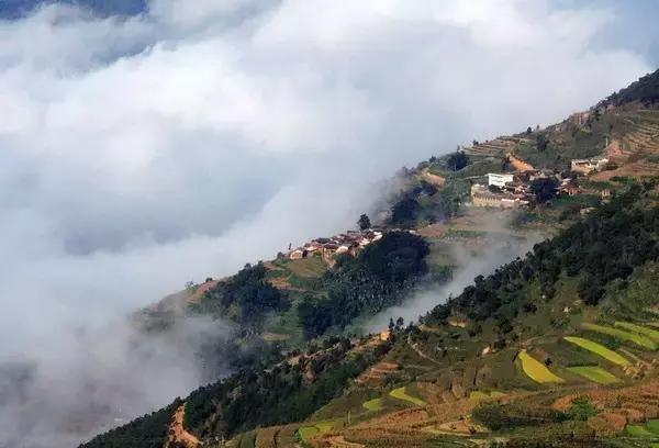 云南脆甜蓝莓,云南正宗新鲜蓝莓