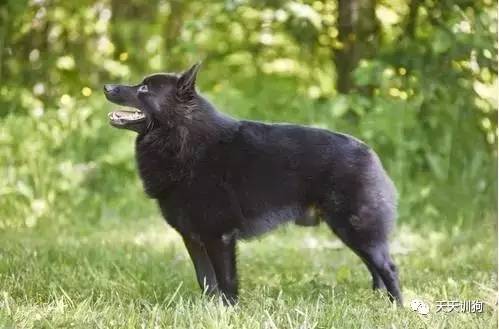 城市饲养的看护犬,看护厂房用什么犬好