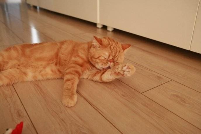 装修时满地乳胶漆怎么处理,新房装修乳胶漆掉在地上怎么清理