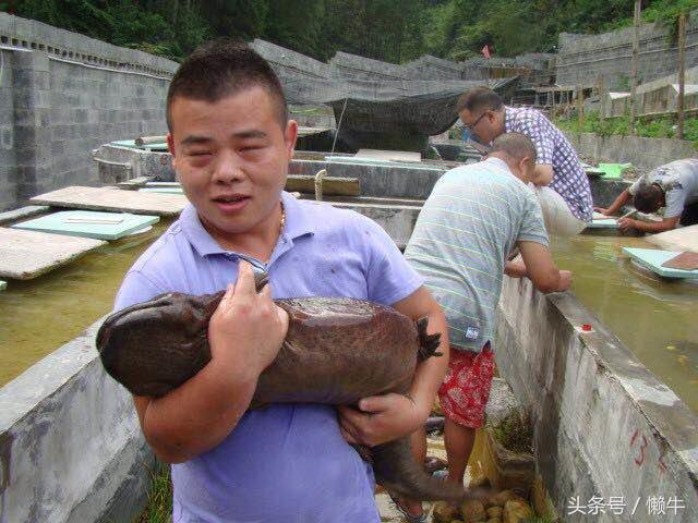 执着少年放弃外企高薪身居大山养大鲵，3年亏损上百万仍不言放弃