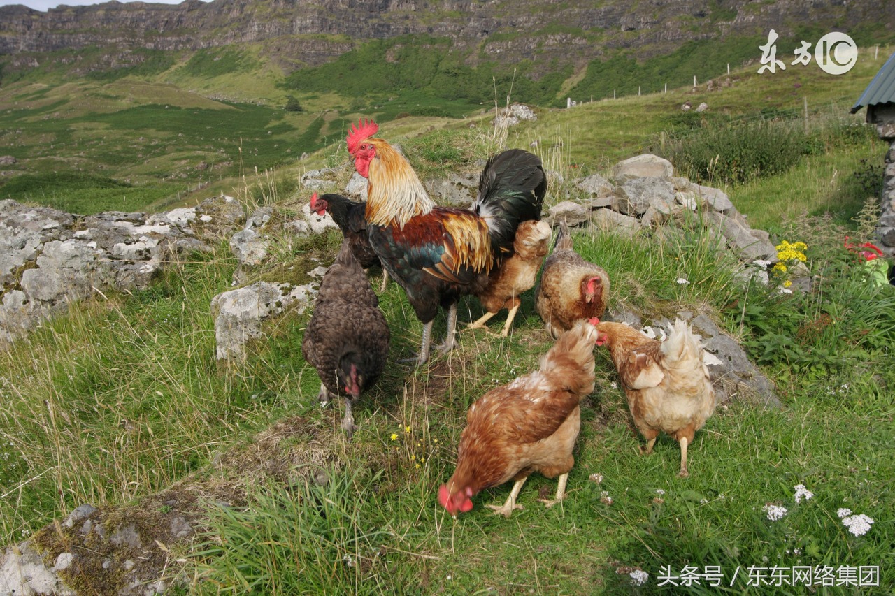 鸡群啄肛怎么解决,鸡群啄羽啄肛
