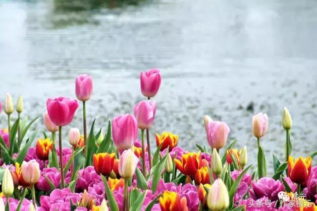 银川花博园郁金香花海,银川花博园游览图