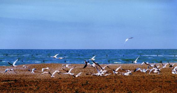 知青歌曲难忘的岁月,回忆难忘的知青岁月原唱