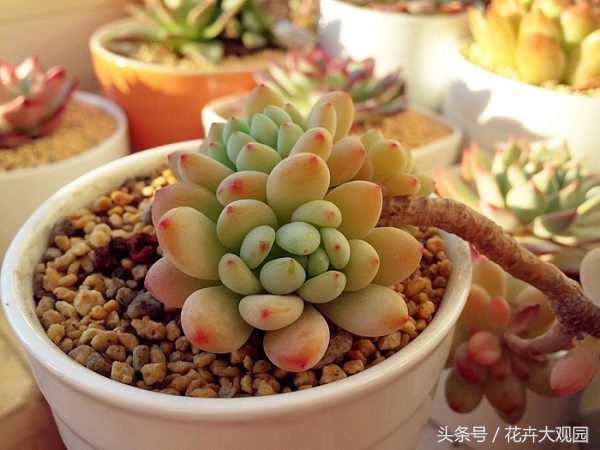 盘点哪些优美的花又不常见,盘点那些不好看的花