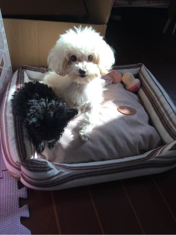 小贵宾怀孕20天不爱吃东西怎么办,贵宾怀孕一个月身体变化