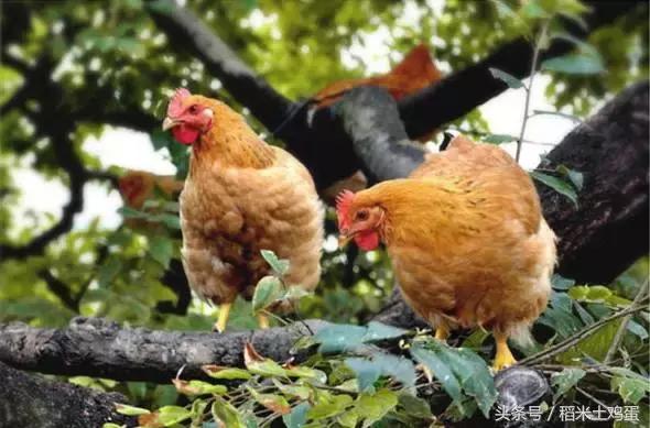 土鸡蛋与普通蛋有什么区别,土鸡蛋有机