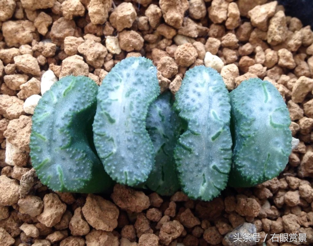 精品多肉颗颗都是韩版欧货老桩让您大呼过瘾