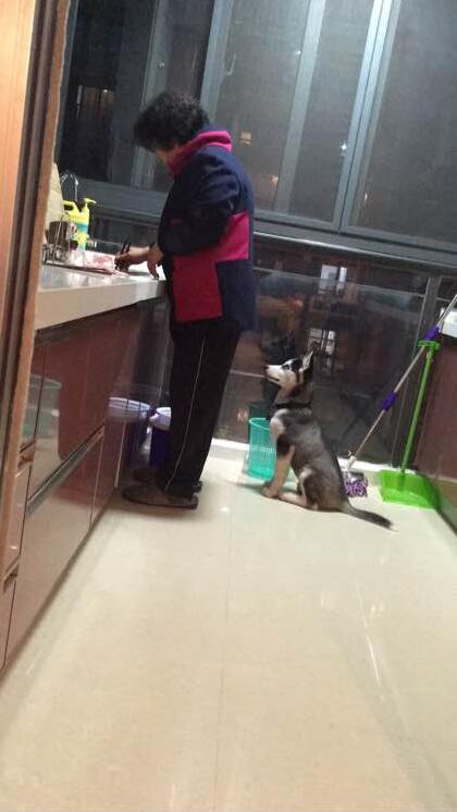 哈士奇该如何训练不拆家呢,怎么训练哈士奇在家不拆家