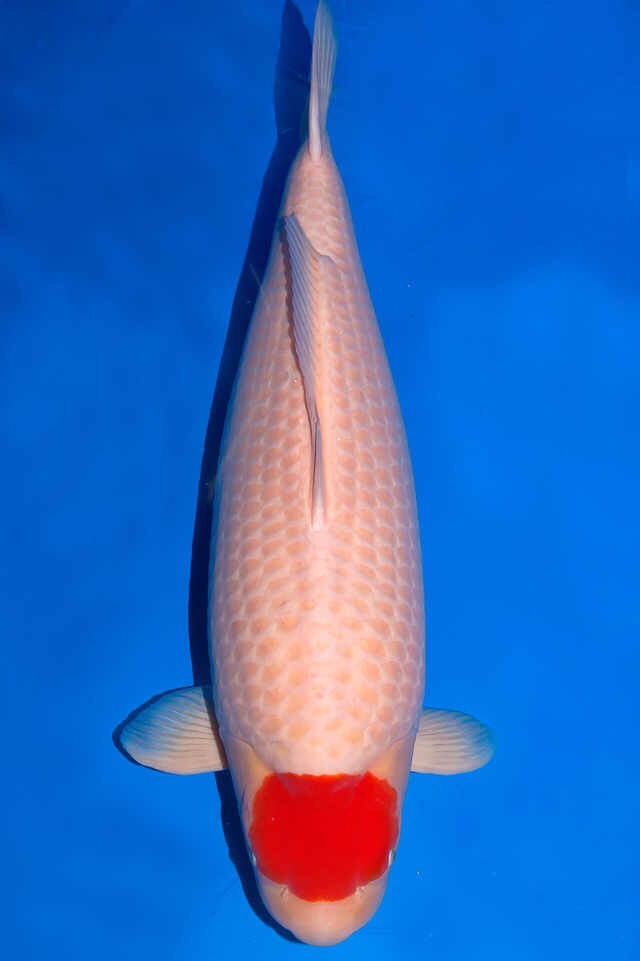 甲硝唑可以治疗锦鲤鱼凸眼吗,锦鲤鱼凸眼鱼胸肿胀什么问题