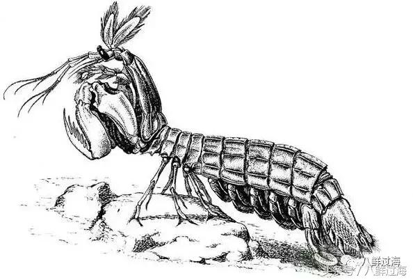 丹东腌制皮皮虾濑尿虾,濑尿虾好吃还是皮皮虾好吃