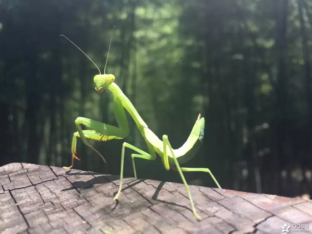 宜兴江南竹海,大美宜兴竹海