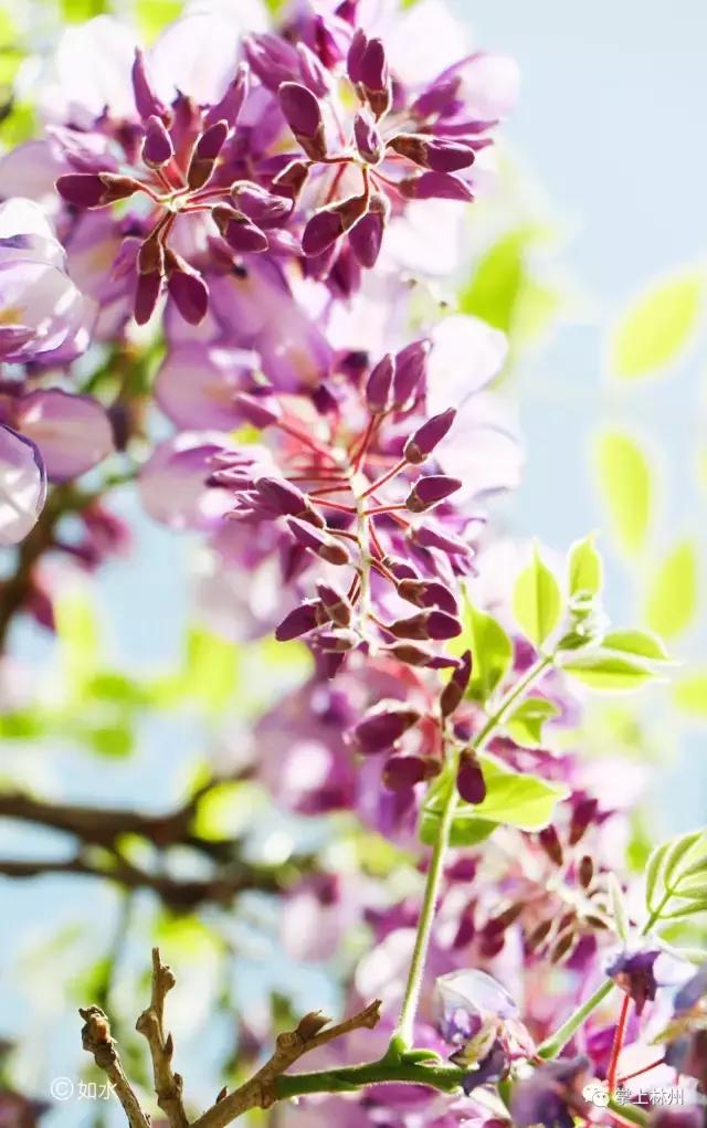 紫藤挂云木，香风留美人——林州龙凤山公园的紫藤花开了！