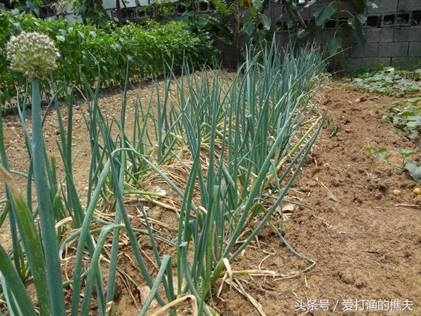 农民种地不容易顺口溜,农村种地顺口溜希望朋友们喜欢