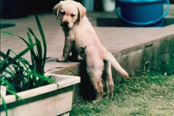 带你家狗狗一起看的电影,带宠物一起去看电影吧