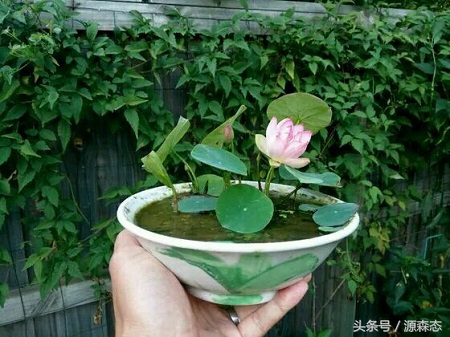 碗莲不用泥土用水能开花吗,碗莲水养的种植方法和注意事项