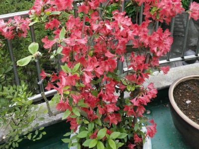 买花卉绿植盆栽避坑,花卉盆栽怎么买