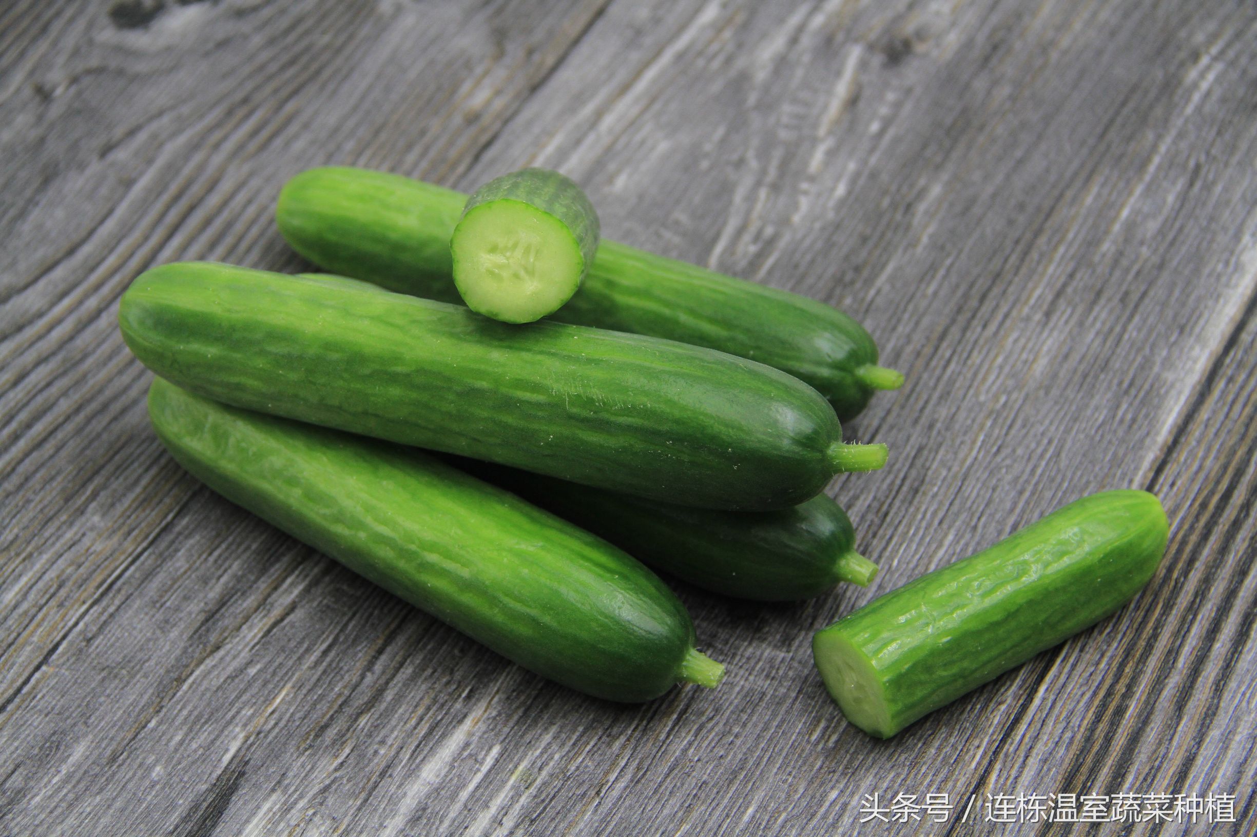 水培黄瓜的营养液加什么能防病害,水培黄瓜的种植方法