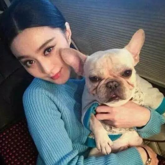 斗牛犬为啥那么丑,为什么斗牛犬那么贵