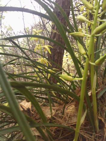 三门峡卢氏野生细叶松针蕙兰,三门峡卢氏黑皮大宽叶野生蕙兰