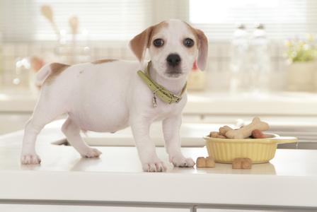 道格队长丨狗狗的行为纠正12期丨夭寿啦！我家狗又在吃屎啦