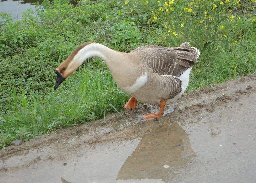 网上免费养鹅回收是真的吗,养鹅回收怎样找销路