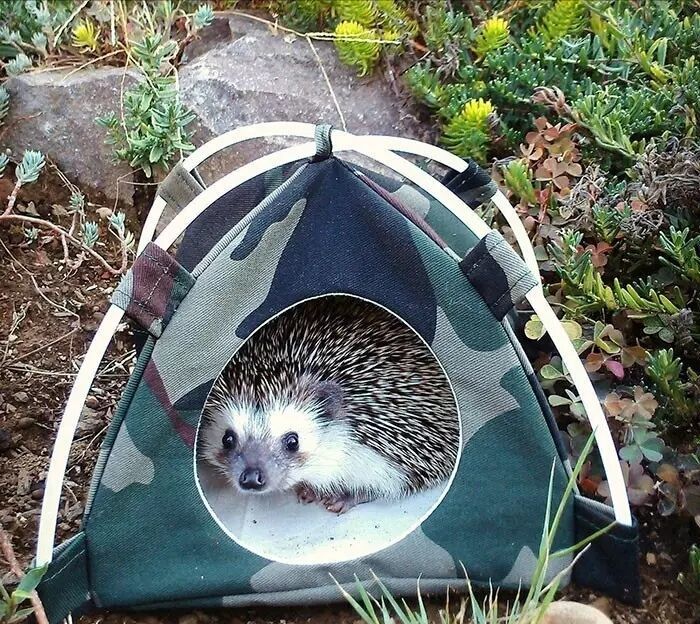 养一只刺猬,这么可爱的刺猬你也想养一只吗