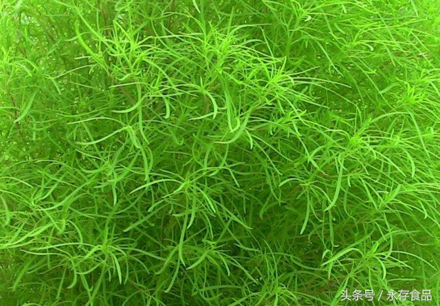 东北扫帚做法,扫帚可以吃吗