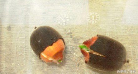 碗莲种植方法全过程图解,碗莲种植全过程图解