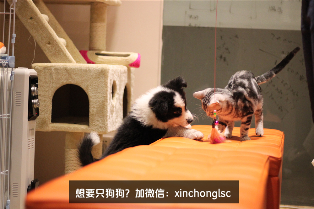 这家公司在办公室里养了十几只宠物员工幸福指数真高