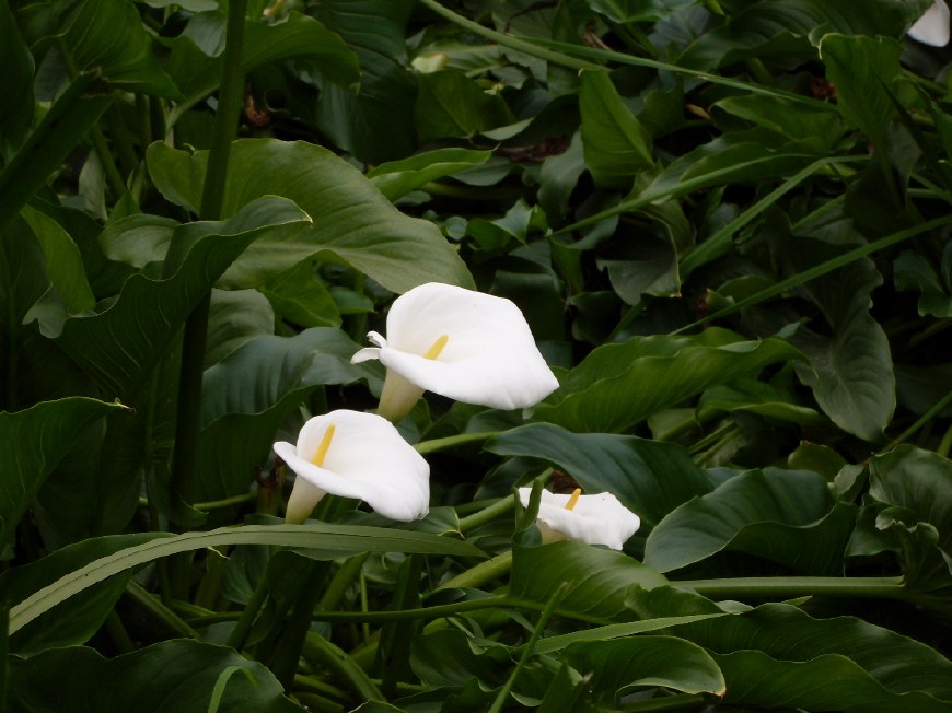 马蹄莲挺秀雅致，花苞洁白，叶片翠绿，可药用清热解毒，治烫伤