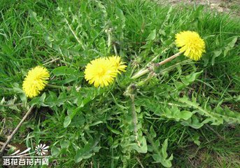 春天的蒲公英的吃法大全,春天吃蒲公英有什么功效