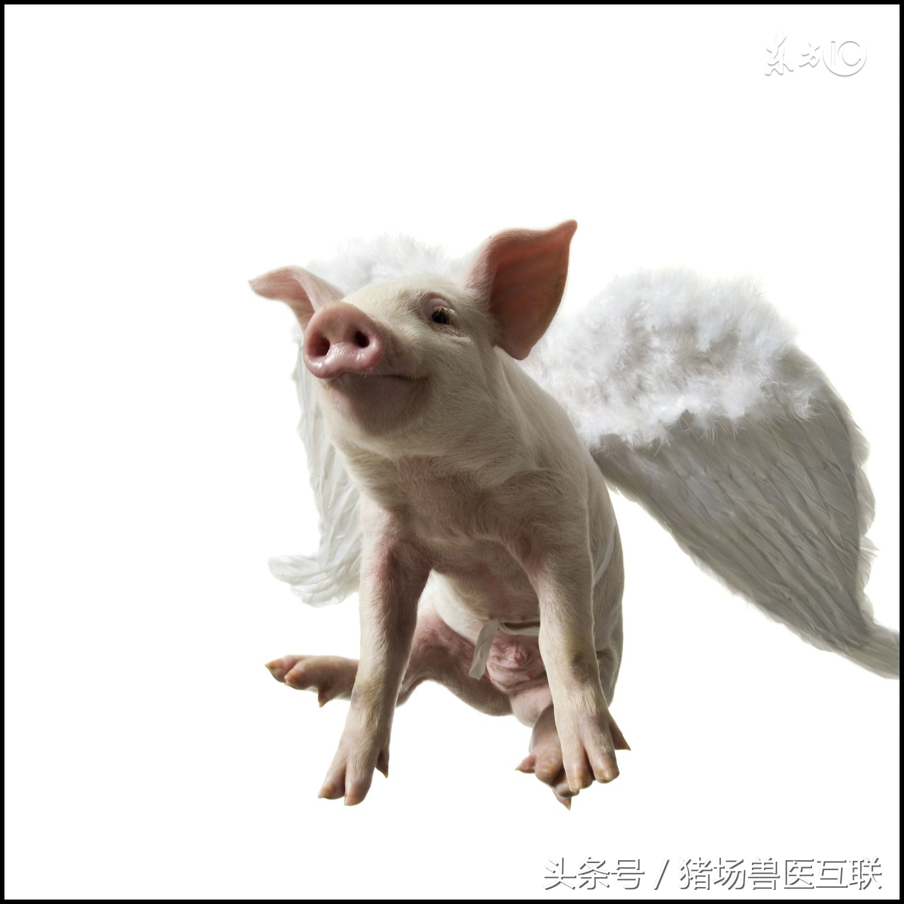 断奶仔猪吃食正常拉稀突然死亡,断奶仔猪吃料消化不好拉稀咋办