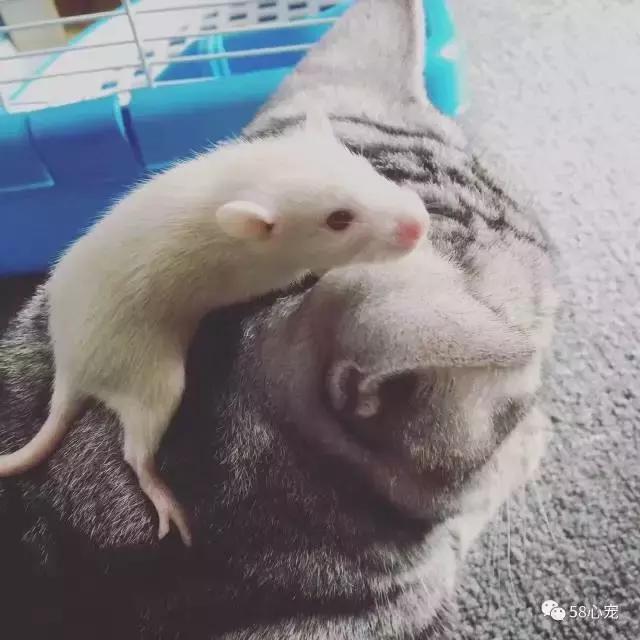 这家公司在办公室里养了十几只宠物员工幸福指数真高