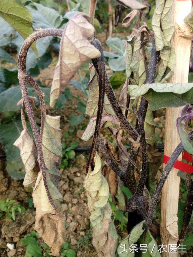 白菜黑腐病怎样防治,茄子半边疯防治措施