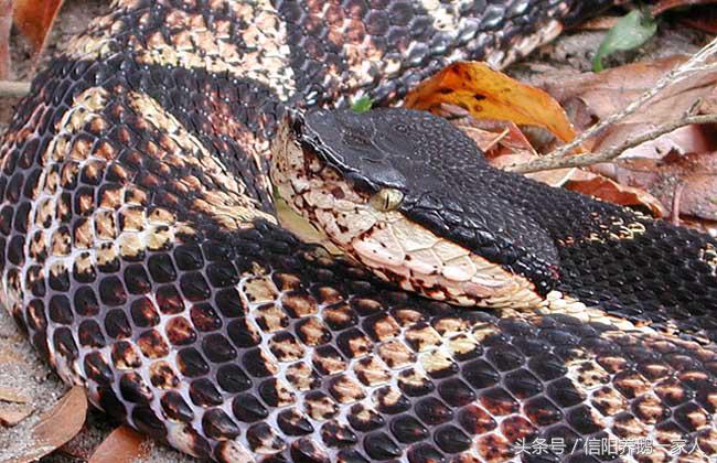 被五步蛇咬了怎么办动漫,被五步蛇咬了怎么办原版