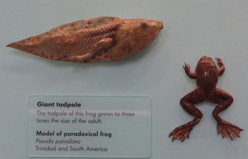 你知道蝌蚪是如何变成青蛙的吗,蝌蚪为什么要变成馒头蛙