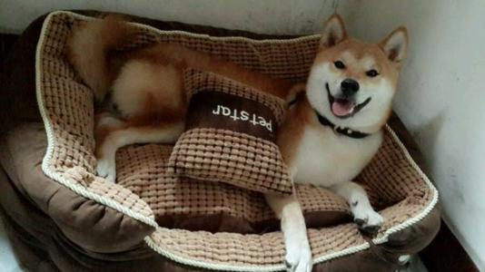 道格队长丨狗狗的行为纠正12期丨夭寿啦！我家狗又在吃屎啦