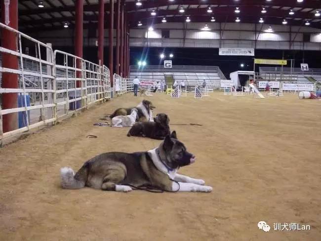 充满责任感的狗狗,又勇敢又可爱的狗狗