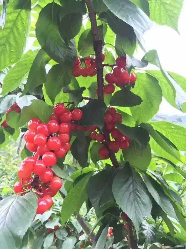 成都周边哪里樱桃最好吃,成都樱桃采摘园附近最近地方