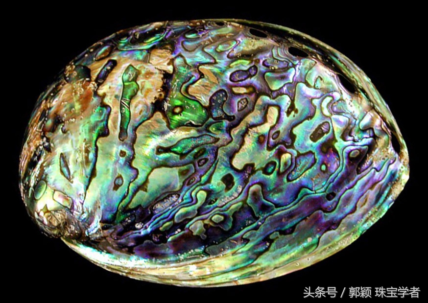 鲍鱼除了吃还代表什么,鲍鱼除了是食物还是什么东西