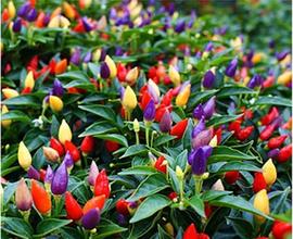 七彩辣椒多少钱一盆,观赏辣椒多少钱一盆