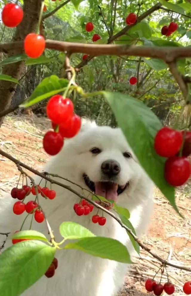 成都周边哪里樱桃最好吃,成都樱桃采摘园附近最近地方