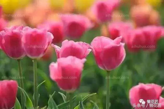 有毒有害的花草有哪些,千万不要碰的10种毒虫