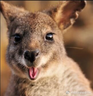 小袋鼠的真实视频,小袋鼠的行为