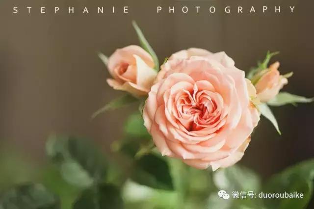 紫外线对植物生长作用与功效,紫外线光对植物生长的影响