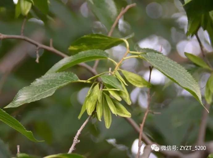 安胎药配方大全,安胎药古方