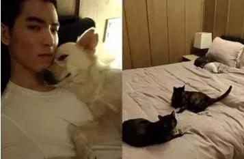 古牧真的很难养吗,古牧被遗弃了