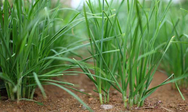 经常食用韭菜对身体有害吗?,韭菜是发物吗癌症患者能吃吗