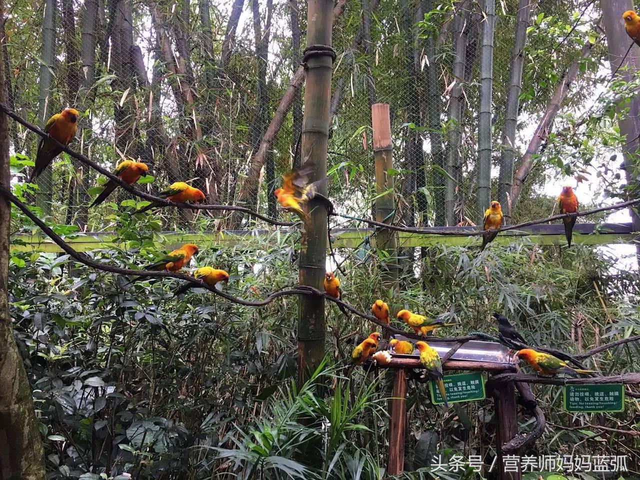 广州长隆海洋王国一日游攻略,广州长隆海洋王国亲子攻略