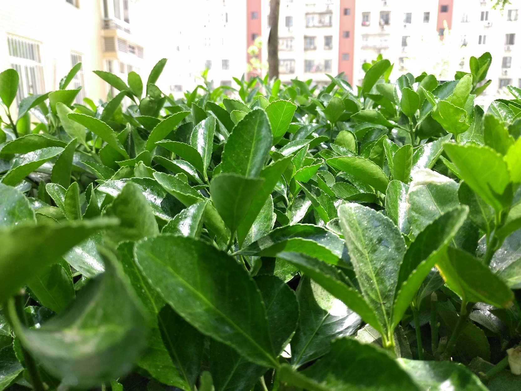 金立m6splus与金立m6plus的区别,金立m6splus指纹失灵